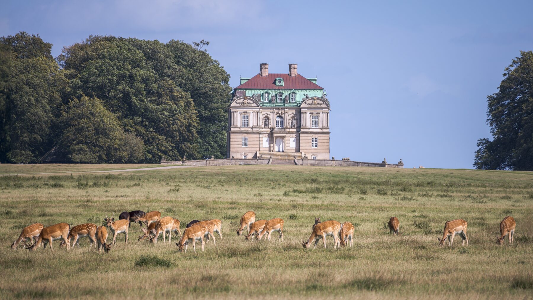 A herd of deer grazing peacefully in front of the Hermitage Hunting Lodge surrounded by lush greenery in Dyrehaven, Klampenborg, Denmark.